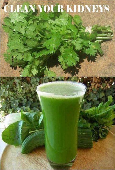 Cilantro (Coriander Leaves) Best Cleaning Treatment for Kidneys