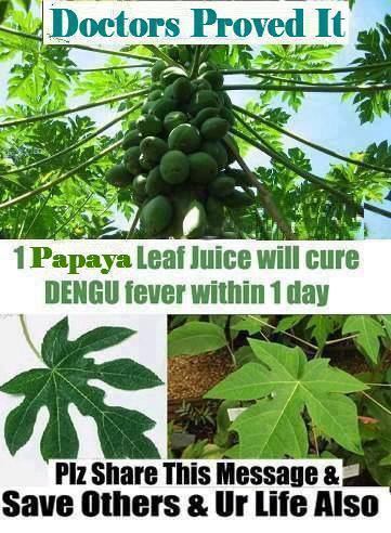 Dengue Fever Remedy Using Papaya Fruit or Leaves